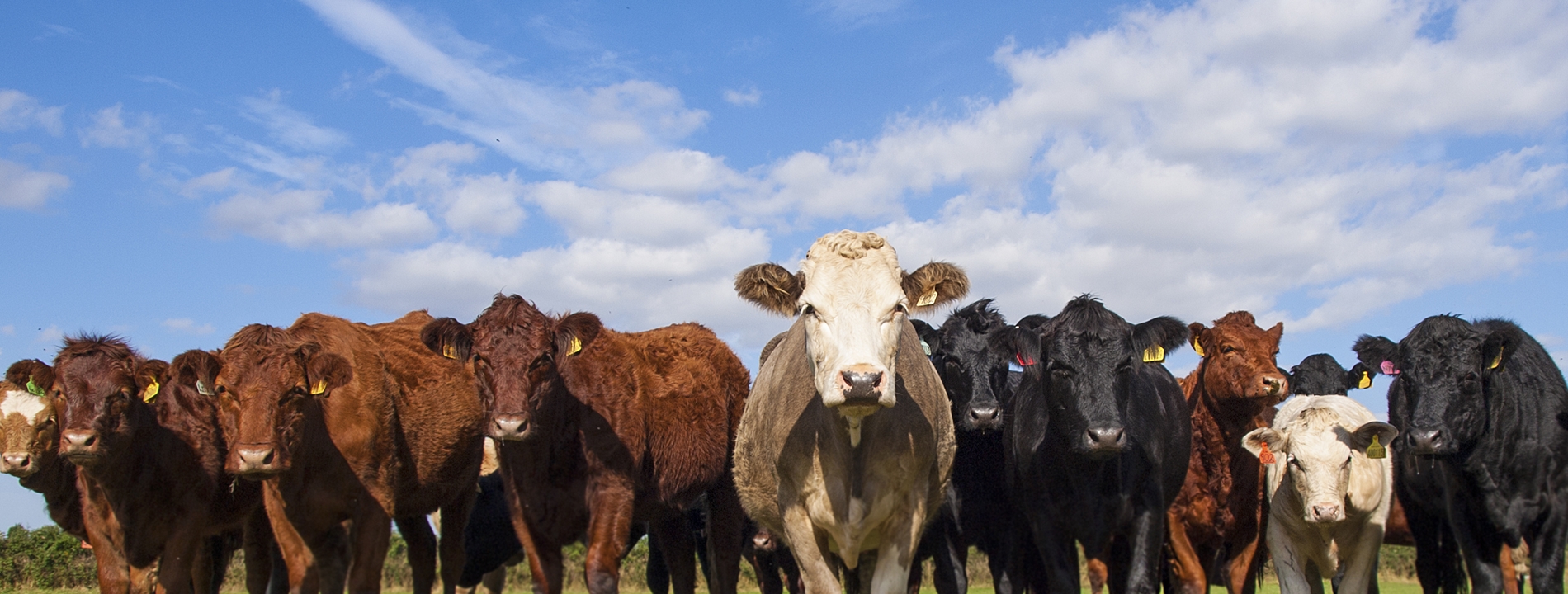 Cows In A Field