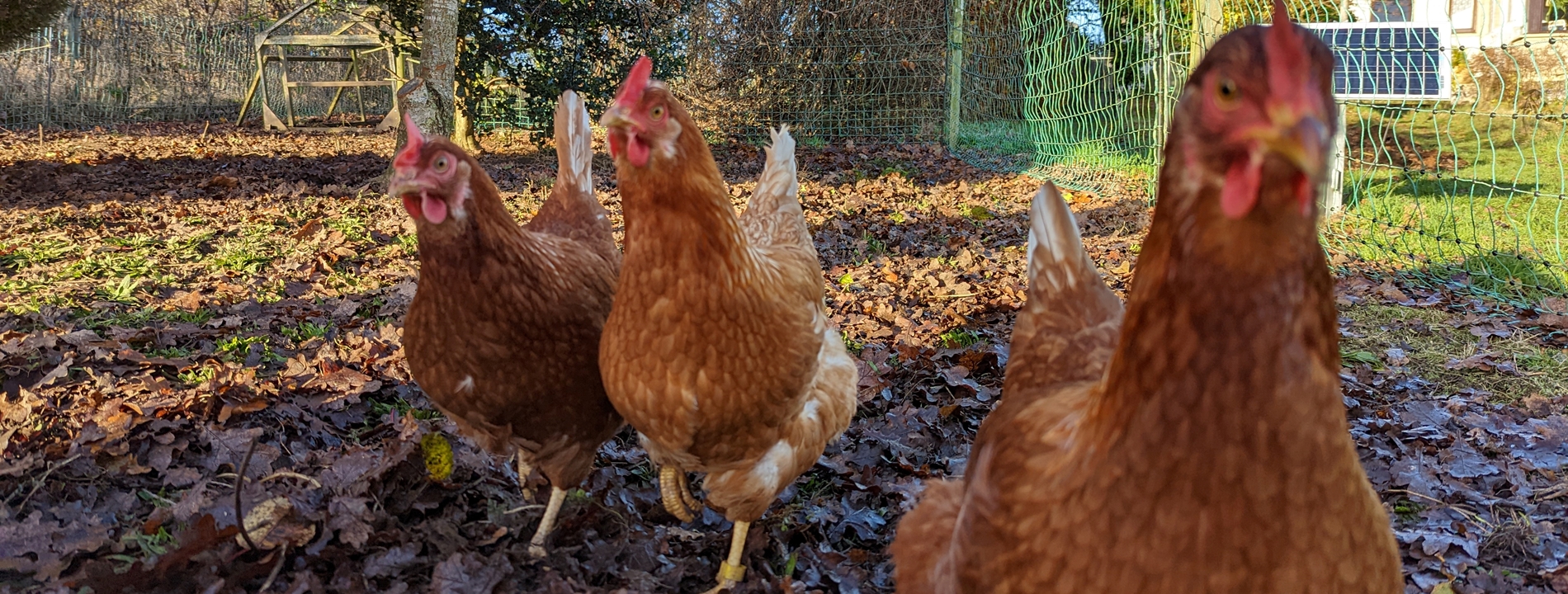 PXL 20221128 111201350