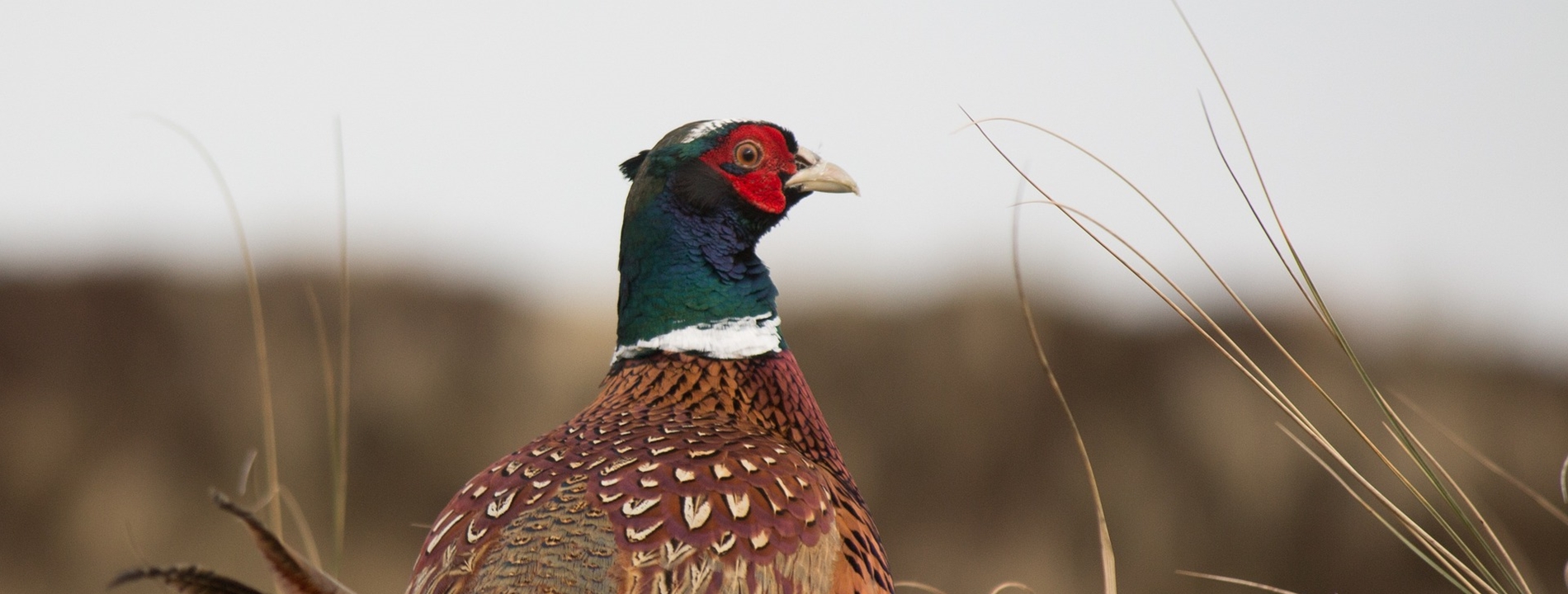 Pheasant Pixel Bay