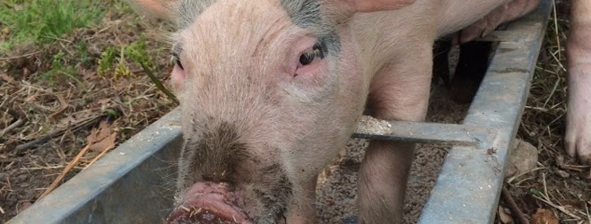 Piglets in feed trough