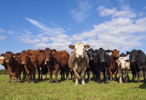 Cows in a field