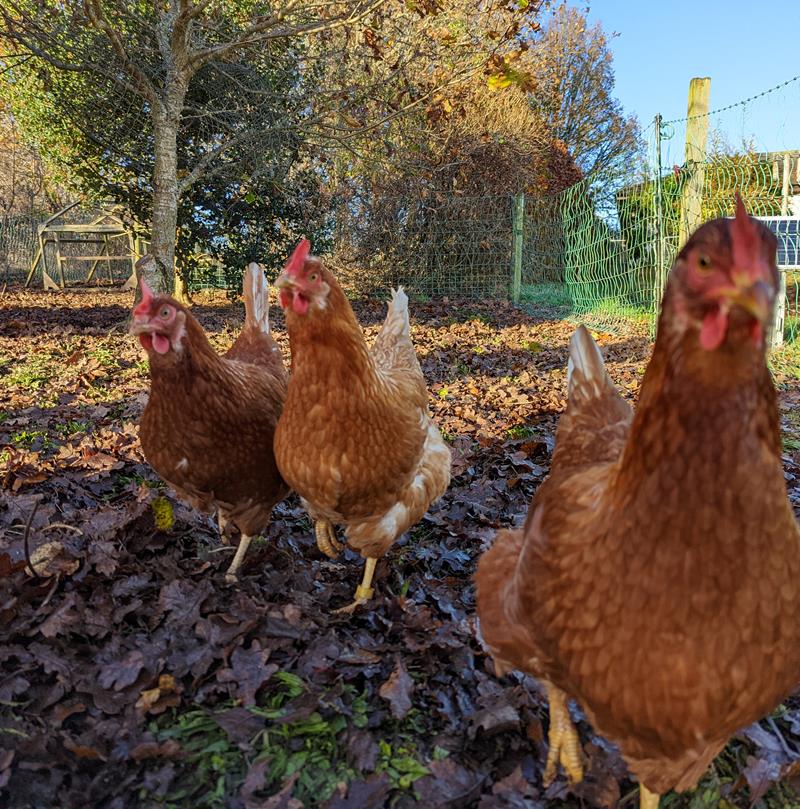 PXL 20221128 111201350