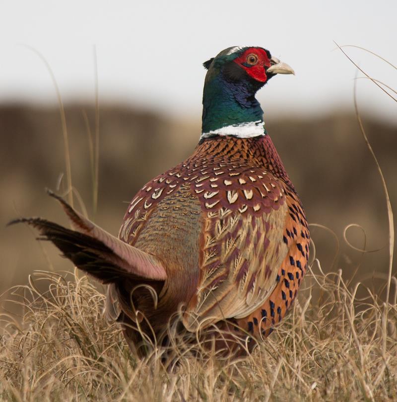 Pheasant Pixel Bay