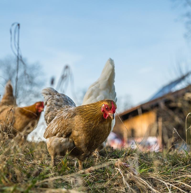 chicken