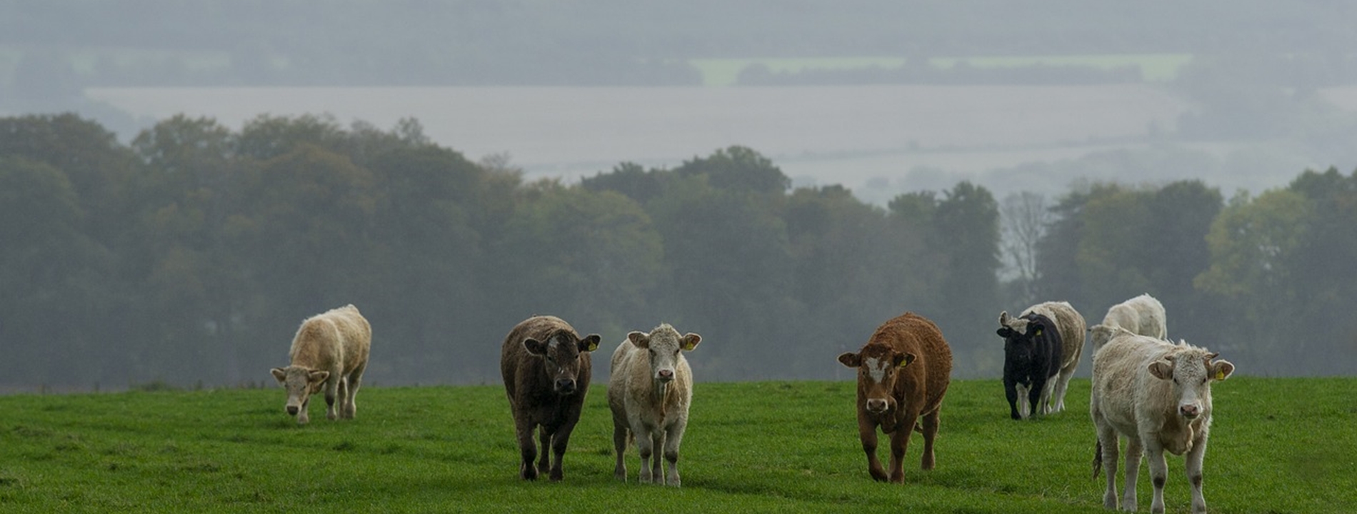 cow1